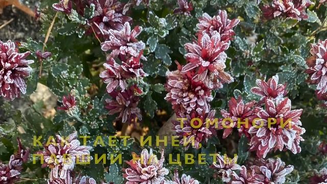 ХРИЗАНТЕМА - СИМВОЛ ЯПОНИИ/ХРИЗАНТЕМА В ЯПОНСКОЙ ПОЭЗИИ смотреть онлайн