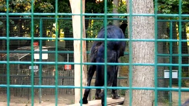 Канадский волк. Харьковский парк им.Фельдмана. смотреть онлайн