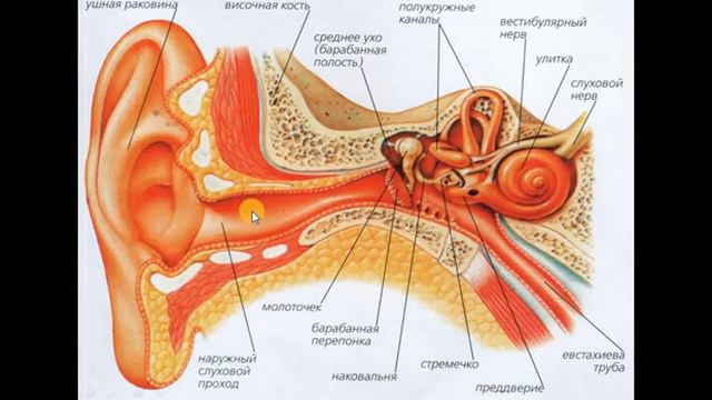 Биология – 8, 15.04.2020 смотреть онлайн