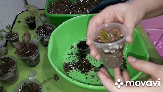 КОМНАТНЫЕ РАСТЕНИЯ(ЦВЕТЫ).ЦВЕТОЧНЫЕ ДЕЛА. смотреть онлайн