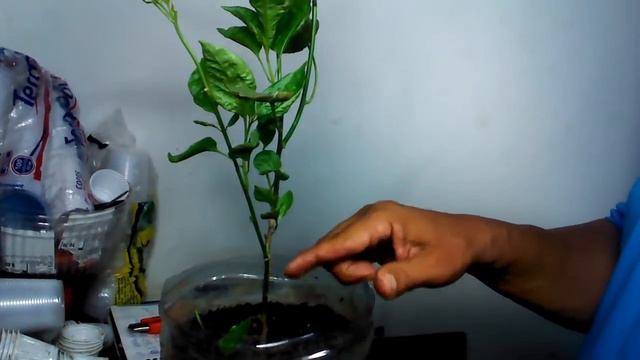 ATUALIZAÇÃO PODA DA LUA NOVA