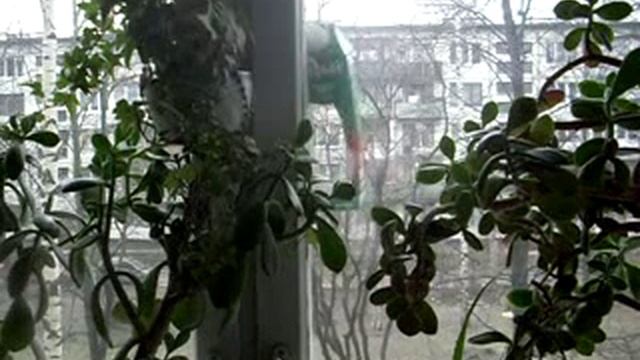 Проект кормление зимних птиц 28 декабря 2013 год смотреть онлайн