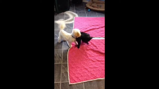 Look at these cuties!! Eric #cavapoo and Rufus #yorkiepoo xx #oliviasdoggydaycare смотреть онлайн