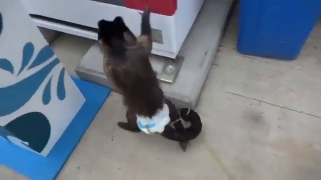 Сексуально озабоченные, ходячии желудки смотреть онлайн