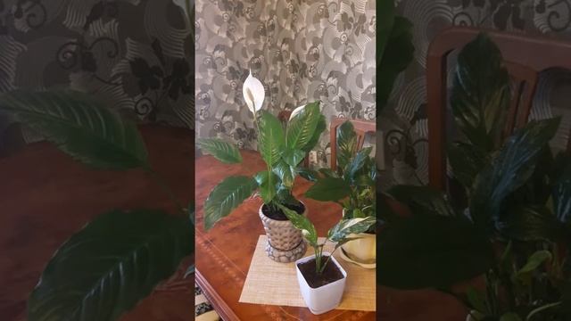 Секреты цветения спатифиллума смотреть онлайн