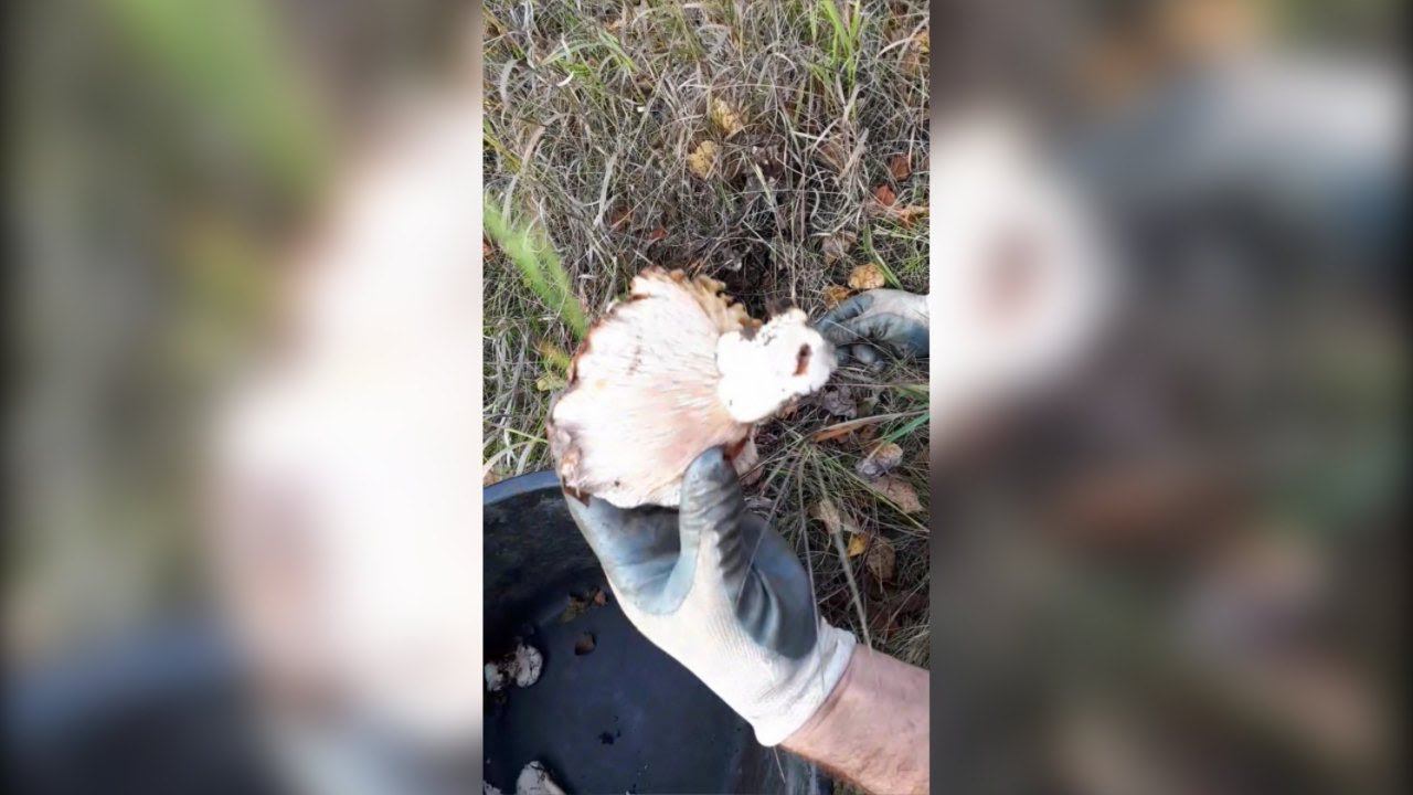 Приехали в лес и нашли грибы. ГРУЗДИ 23  сентября смотреть онлайн