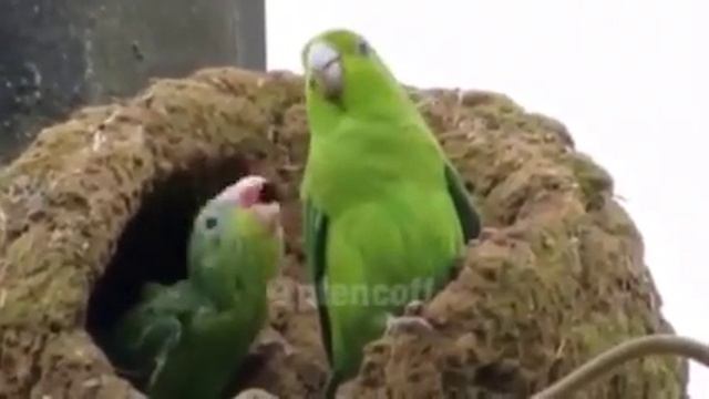 Попугаи поют песню!!!!!!