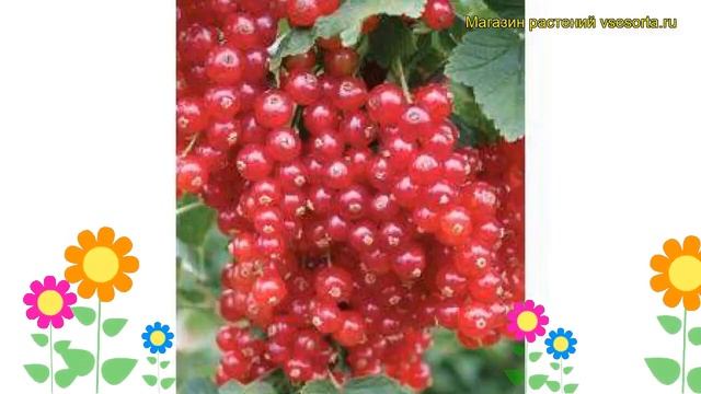 Смородина красная Рондом. Краткий обзор, описание характеристик ribes rubrum Rondom смотреть онлайн