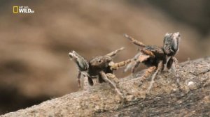 Брачный танец паука павлина