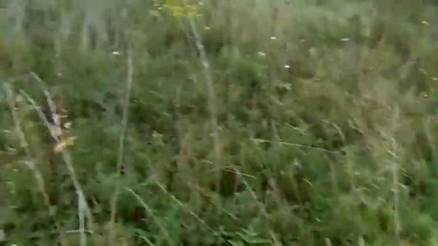 Поездка за травой для корма . смотреть онлайн