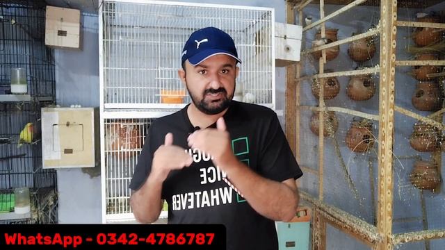 Java New Rates | Java Finch Prices | Java Business Future in 2024-2025 | Mini Zoo смотреть онлайн