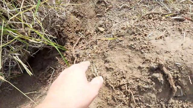 Как выкапывать старую жимолость смотреть онлайн