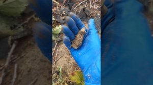 Грядка клубники после града