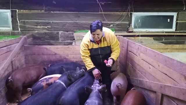 Какой среднесуточный привес у поросят на БМВД Крамар/Результат не радует/Определяем вес по таблице/ смотреть онлайн