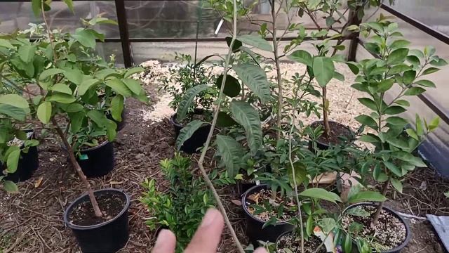 Первый обзор зимнего сада и цитрусовых в грунте. смотреть онлайн