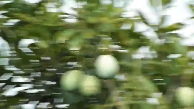 Fujifilm Finepix S4300 - Video Test смотреть онлайн