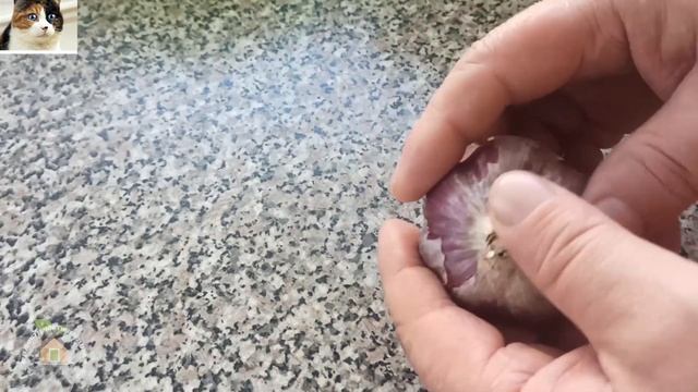 Когда и как правильно сажать озимый чеснок на зиму осенью смотреть онлайн