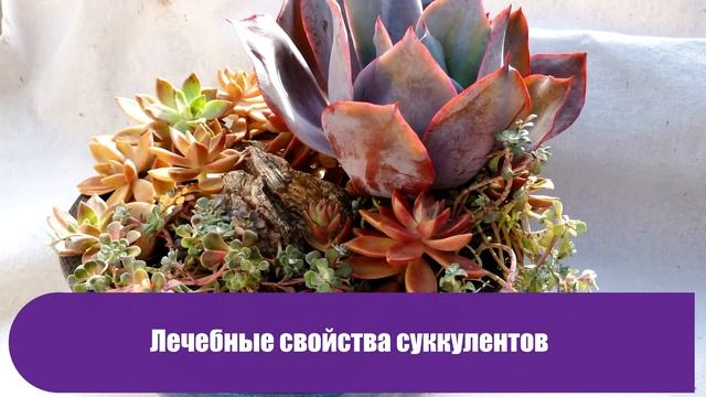 Суккуленты дельфинов – растения, в реальность которых трудно поверить смотреть онлайн