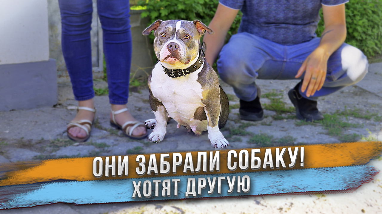 Люди забрали нашу собаку! Им этого мало. смотреть онлайн