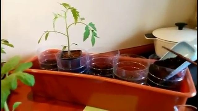 ТОМАТЫ Выращивание рассады Часть1 Сибирская Мини Дачка смотреть онлайн