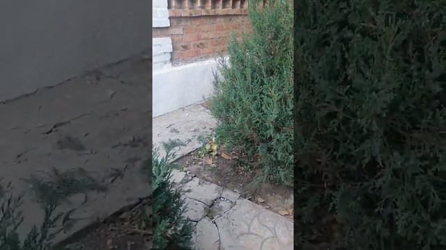 Черенкование можжевельников💯 смотреть онлайн