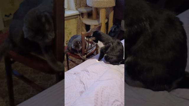 Коротки у кошки лапки,
Тяжело с котом ей в схватке,
Ей бы лапки подлиннее,
Коготочки поострее! смотреть онлайн