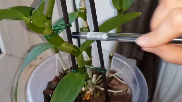 ✅ Орхидея Дендробиум Нобиле. Домашнее цветение. Уход в домашних условиях. смотреть онлайн