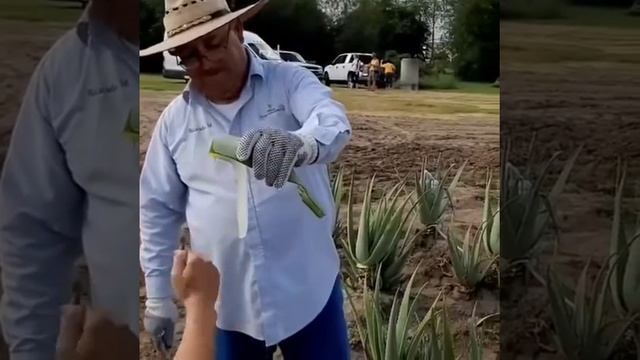 Алоэ вера растения смотреть онлайн