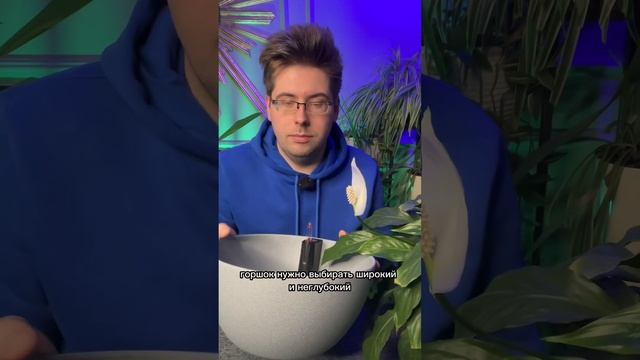 Как правильно ухаживать за спатифиллумом -женским счастьем смотреть онлайн