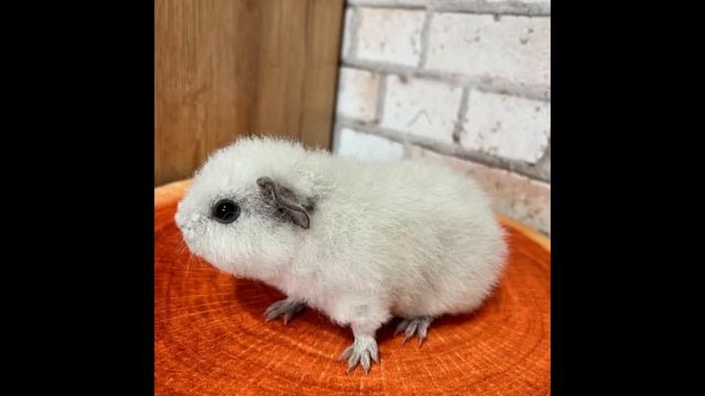 Морские свинки Американские Тедди из мини питомника «Bogemia”