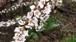 30 апреля- День святого Зосима пчельника Народные приметы