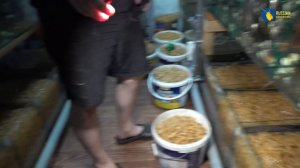 Аквамания Николая. Аквариумистика Санкт-Петербурга. Аквариумисты всех стран объединяйтесь!