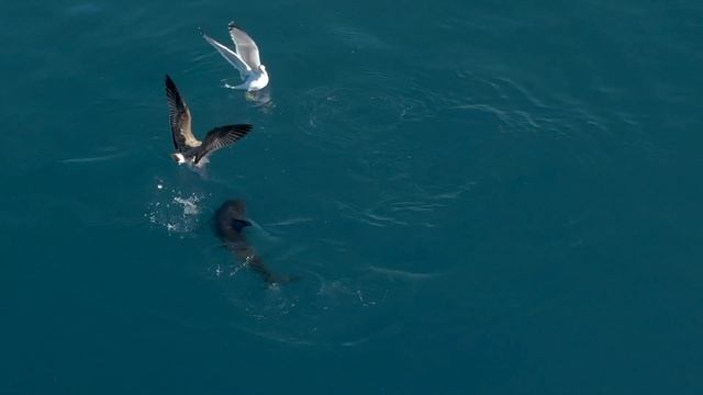 Аэросъёмка, дельфины в Черном море, Сочи смотреть онлайн