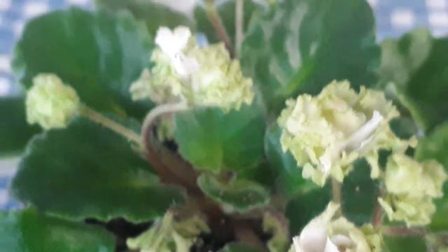 Lil' Glimpse O Spring, La Fleur Du Jour De Ma Collection De Plantes Violettes Africaines