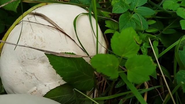 Магия Вкуса