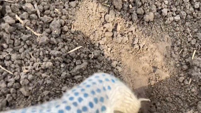 Добор за Интроником, чешуйка на 20 см. смотреть онлайн