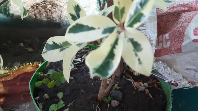 ficus plant care in hindi,ficus starlight,ficus benjamina, ficus safari plant care, ornamental hard смотреть онлайн
