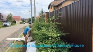 Стрижка живой изгороди из ели