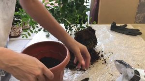 КАК ПЕРЕСАДИТЬ МУРРАЙЮ