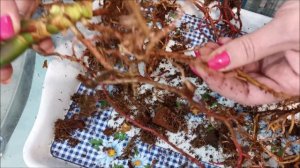 В какой горшок посадить антуриум? Почему в высоком горшке желтеют листья?