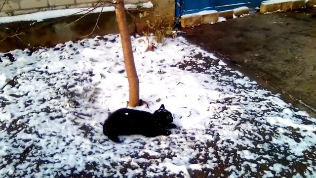 Кувыркание горизонтальное кошки. Гибкость, пластичность, скорость 25.12.2018 Херсон прикол с котами смотреть онлайн