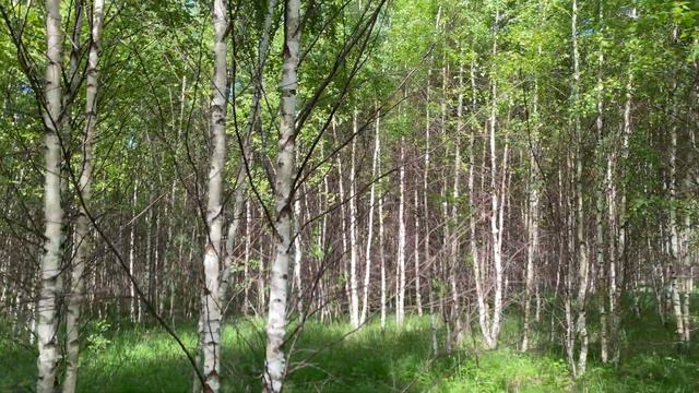 [4k Relaxing walk] Birch Grove смотреть онлайн