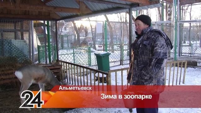 В альметьевском зоопарке появились длиннохвостая неясыть и пони по имени Султан смотреть онлайн