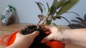 Кордилина// Обрезала макушку// Пересадка и Уход