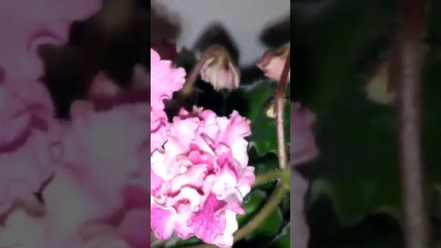 Фиалка сенполия смотреть онлайн