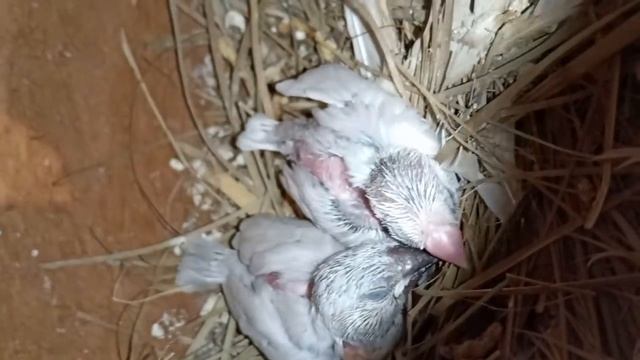 Unexpected Java progress From my 50 Pair Java Breeding Colony (Kolkata Lovebirds) смотреть онлайн