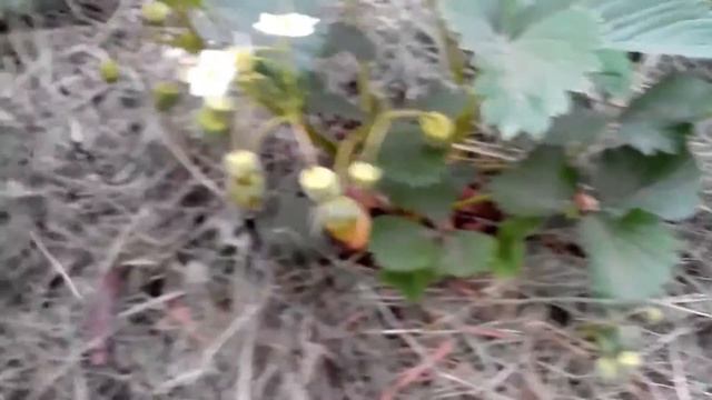 Выращивание клубники-защита плодов подстилом смотреть онлайн