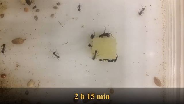 Муравьи жнецы едят картошку | ants vs potatoes timelapse | Муравьиная ферма 5 муравьев смотреть онлайн