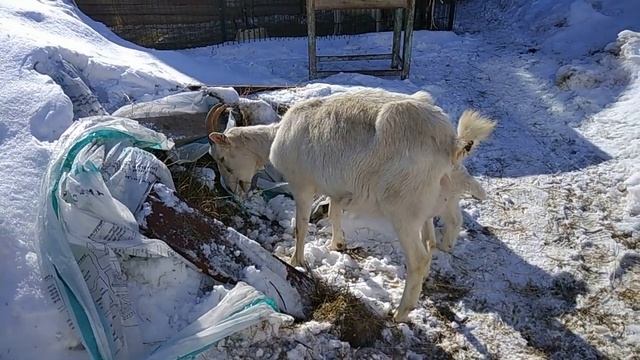 В какой таре лучше продавать молоко? Очень веселый козлик. смотреть онлайн