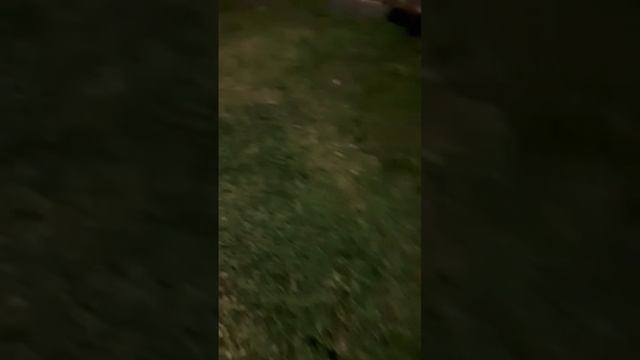 Вы слыхали как поют сверчки? (1) смотреть онлайн